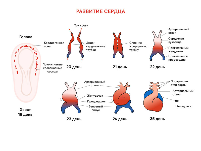 Когда у ребенка появляется сердцебиение