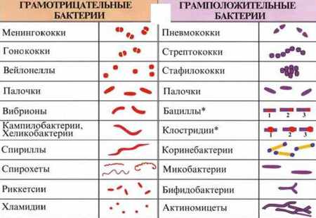 Кокки палочки микрофлора