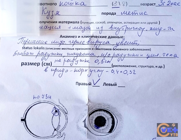 Мазок на гистологию