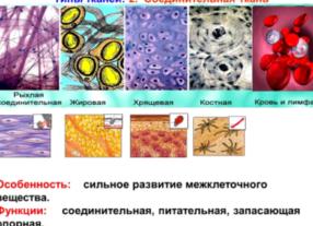 Какая ткань вырабатывает антитела