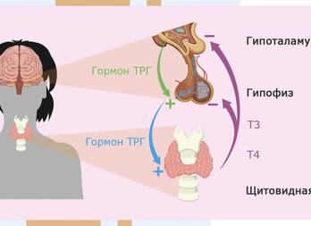 Как сдать анализ крови на ттг правильно
