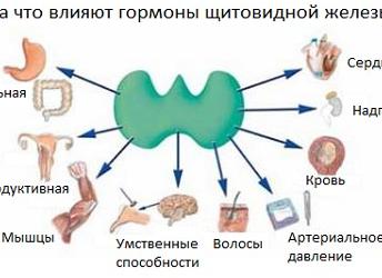 Гормоны щитовидки на что влияют Гормоны щитовидки на что влияют