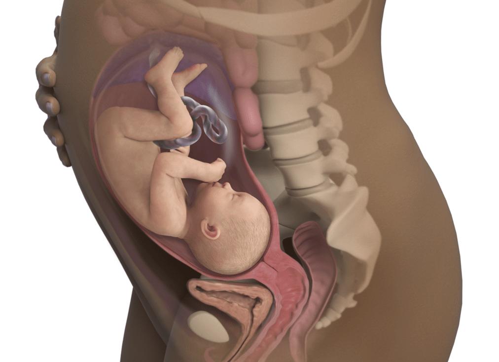 Фото ребенка в животе