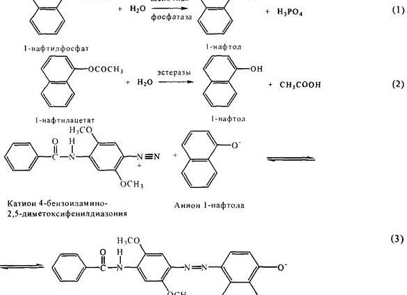 Щелочная фосфатаза формула