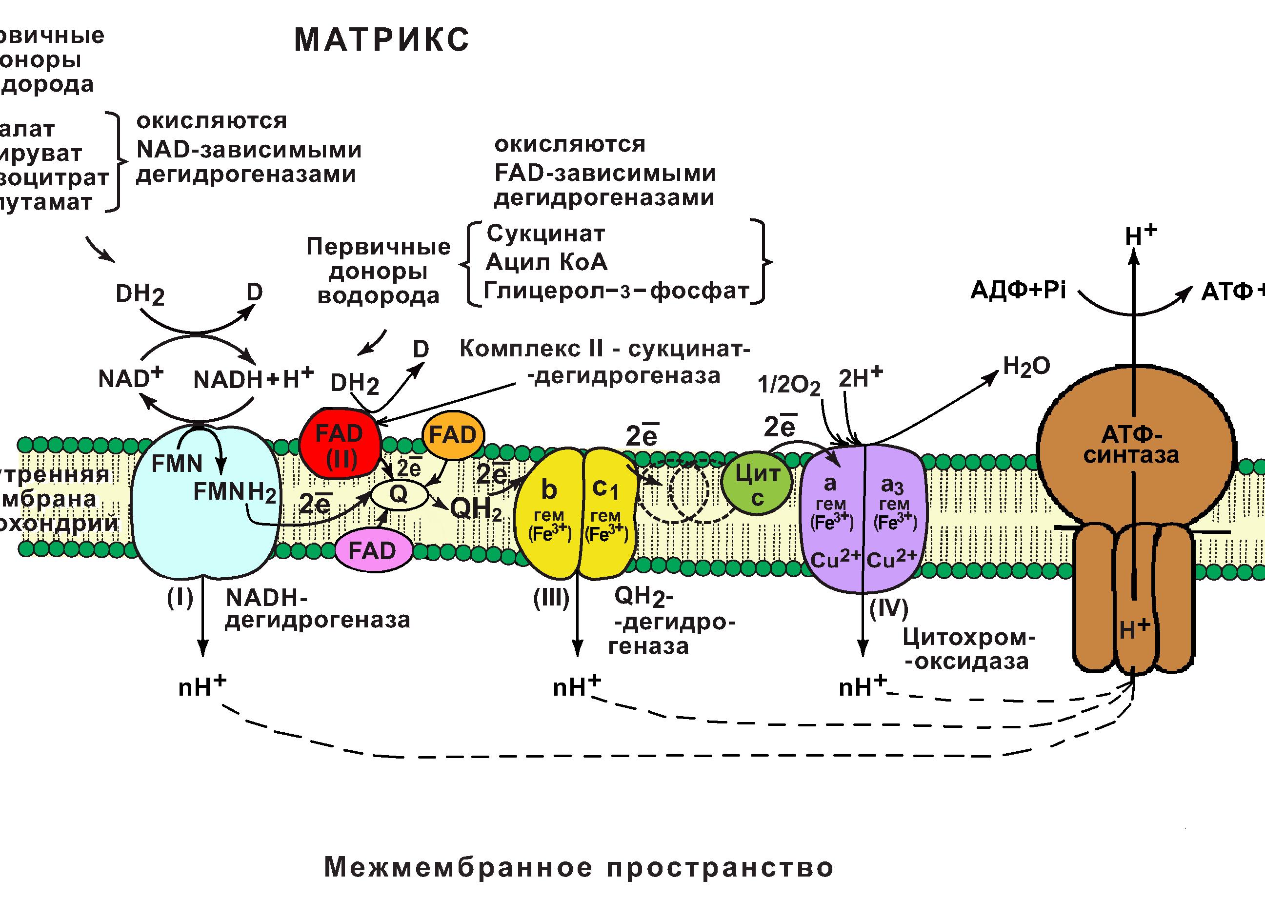 Цпэ биохимия это расшифровка