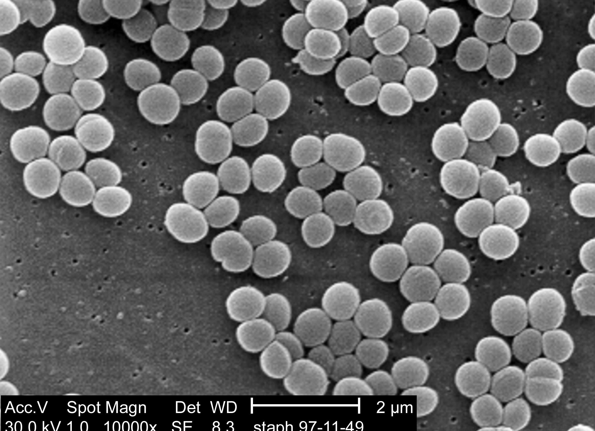 Что такое стафилококки