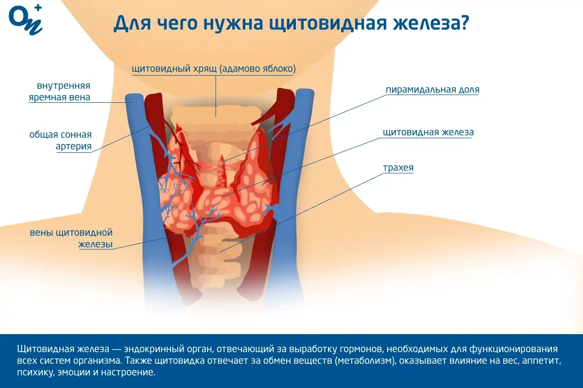 Гормон тпо за что отвечает у женщин