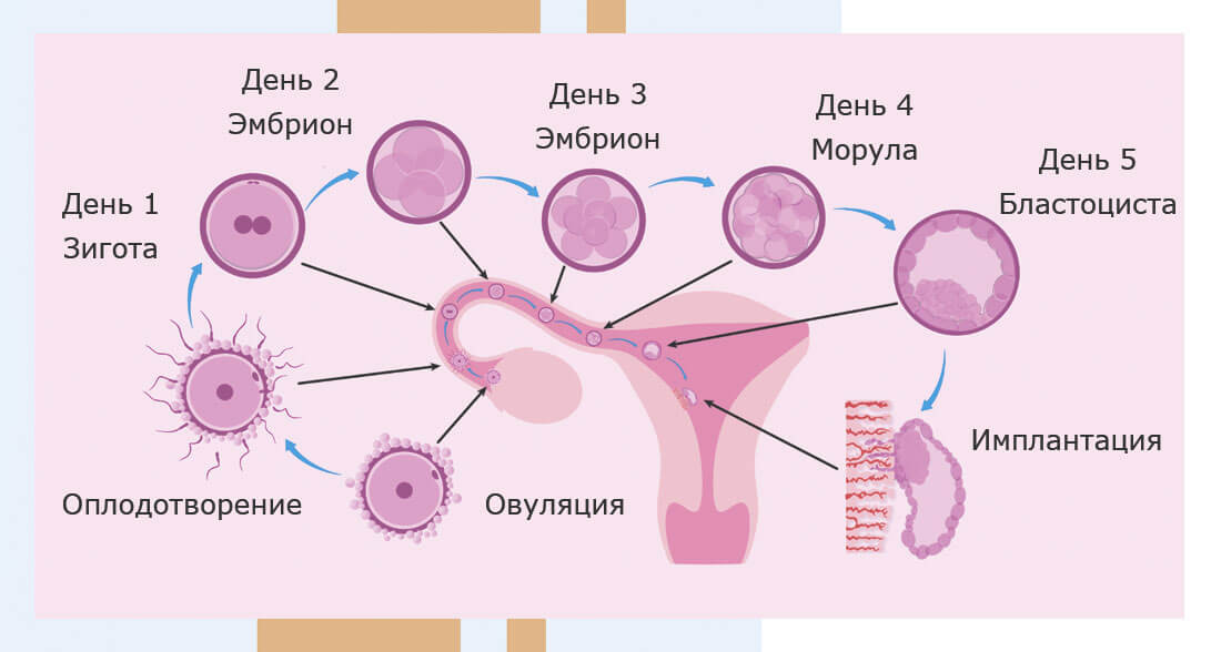 Как понять что яйцеклетка оплодотворилась