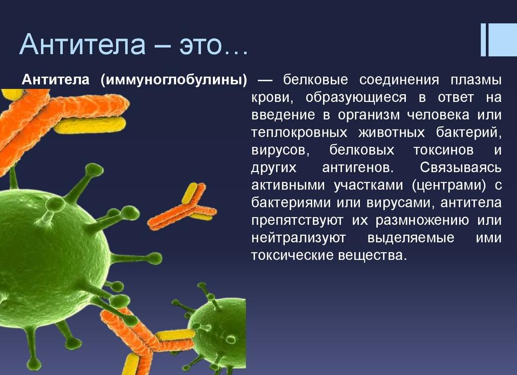 Кровь на антитела это что