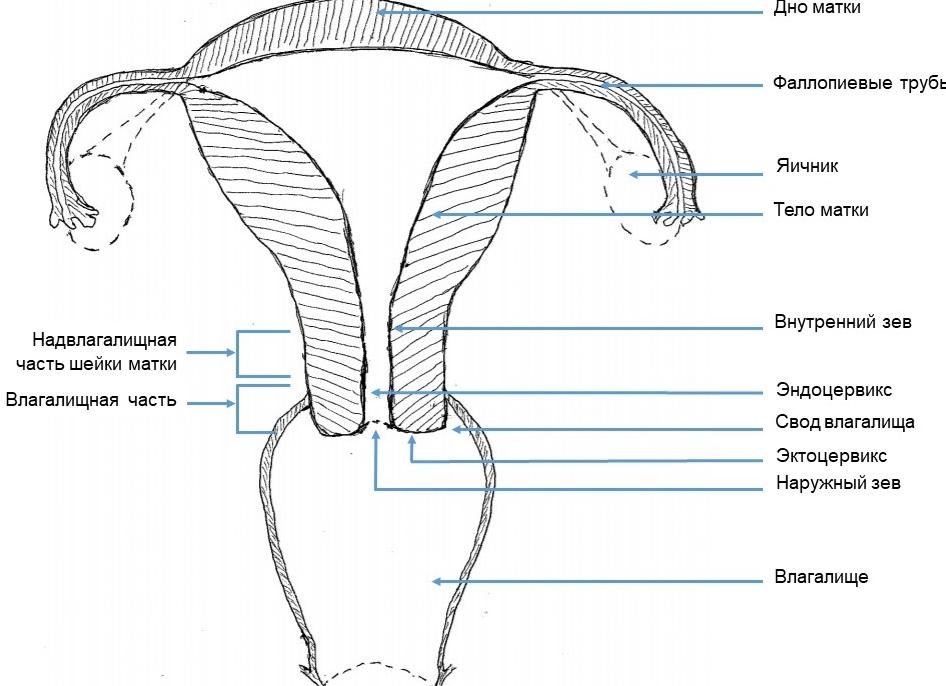 Эндоцервикс что это такое в гинекологии расшифровка