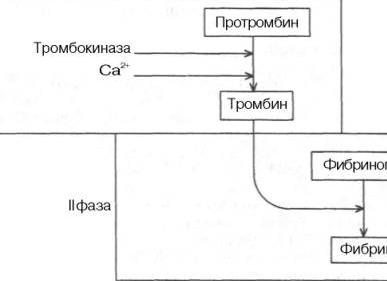Для свертывания крови необходимо присутствие