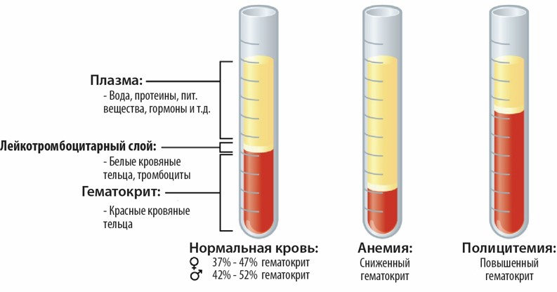 Как получить плазму крови