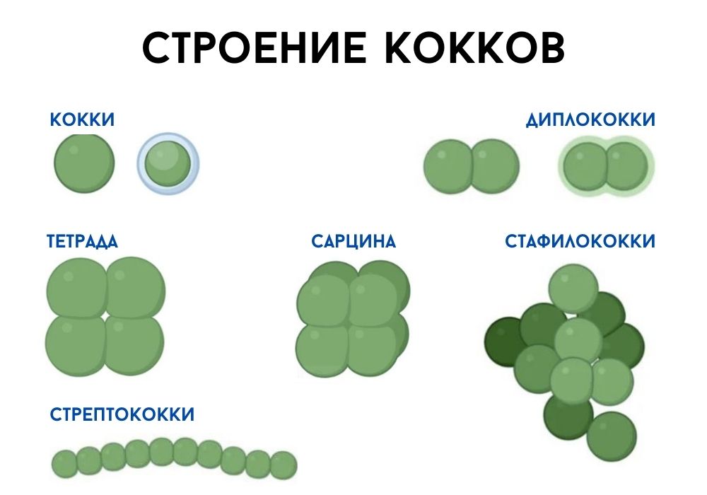 Какую форму имеют кокки