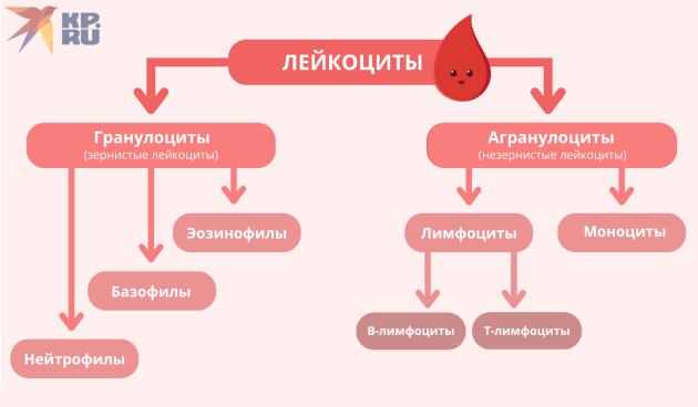 Лейкоциты и эритроциты повышены
