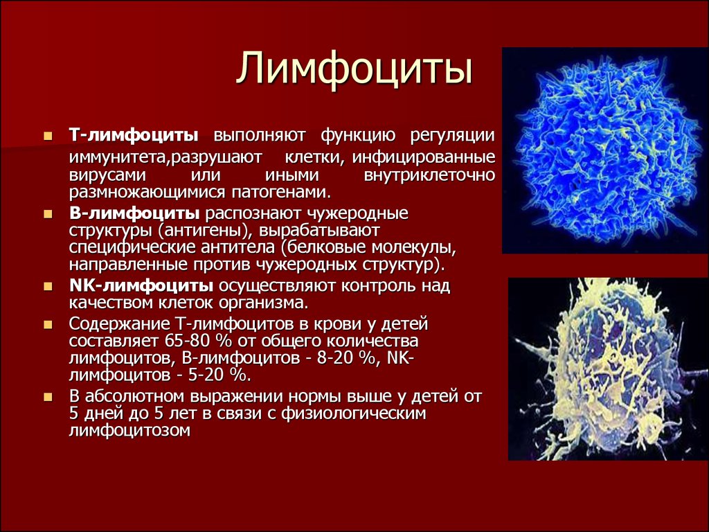 Лимфоциты что это такое