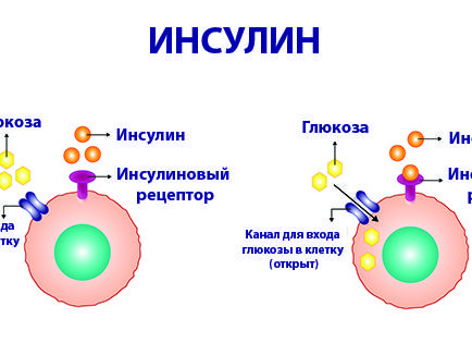 Инсулин это гормон