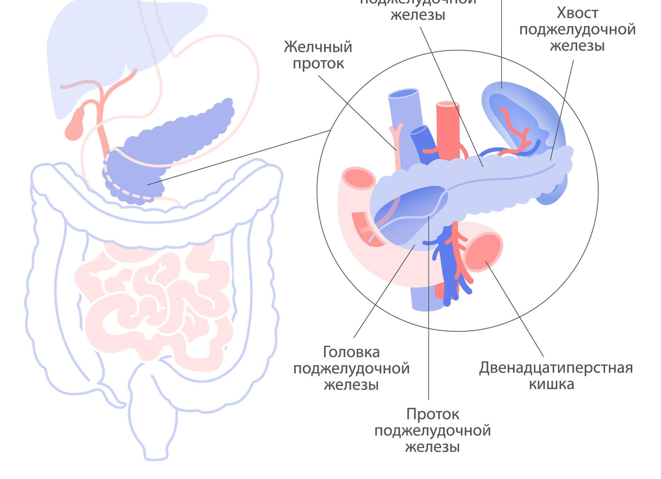 Функции поджелудочной железы