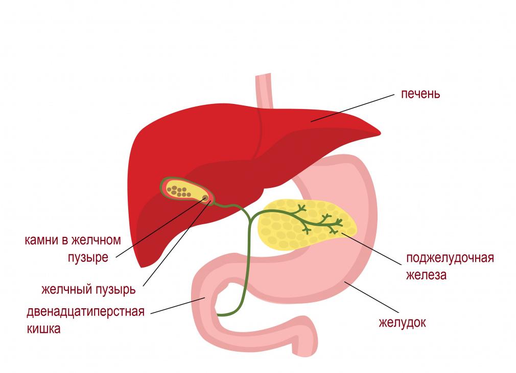 Что находится с правой стороны под грудной клеткой