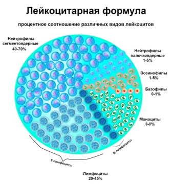 Как обозначаются моноциты в анализе крови