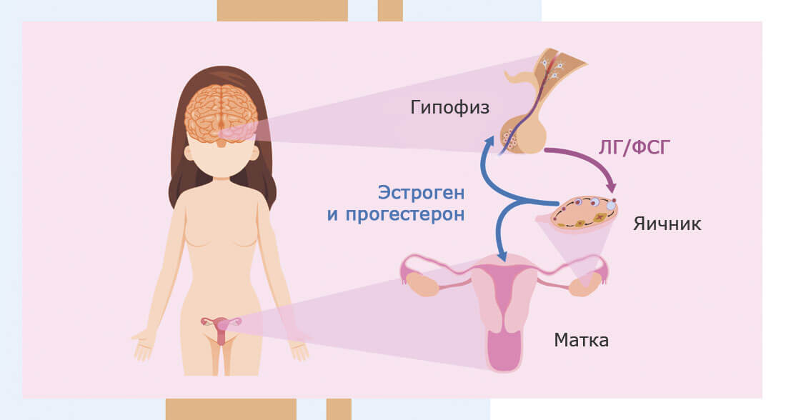 Как проверить гормоны у женщин