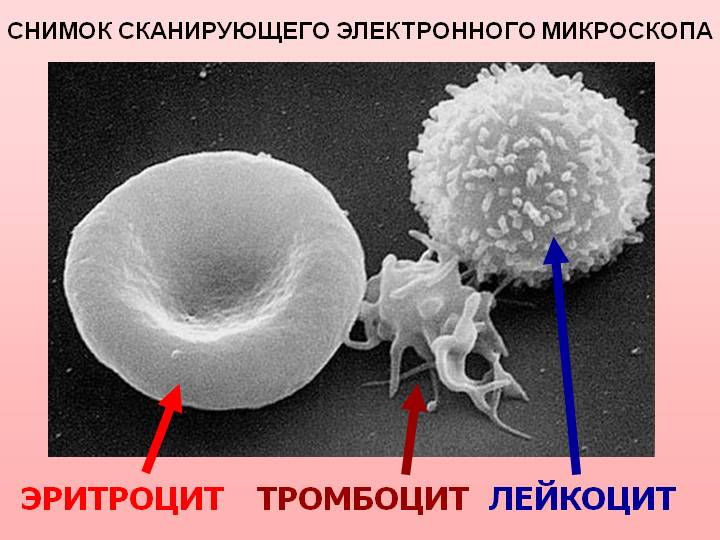 Какого цвета тромбоциты