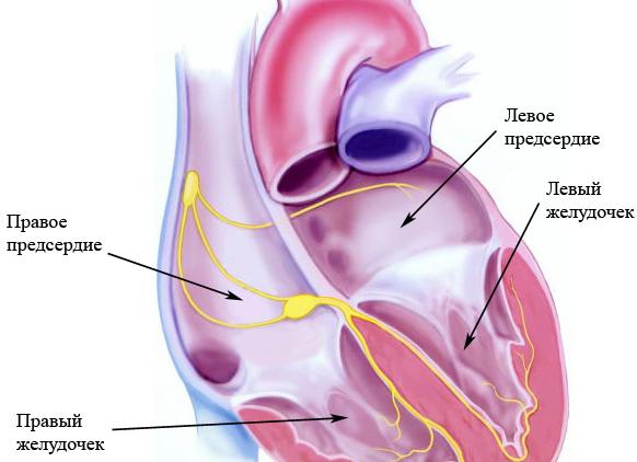 Левый желудочек кдр норма Левый желудочек кдр норма