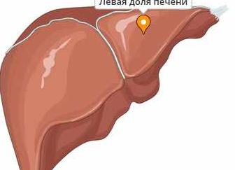 Левая доля печени Левая доля печени
