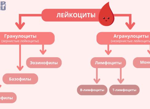 Какую функцию выполняют лейкоциты в крови