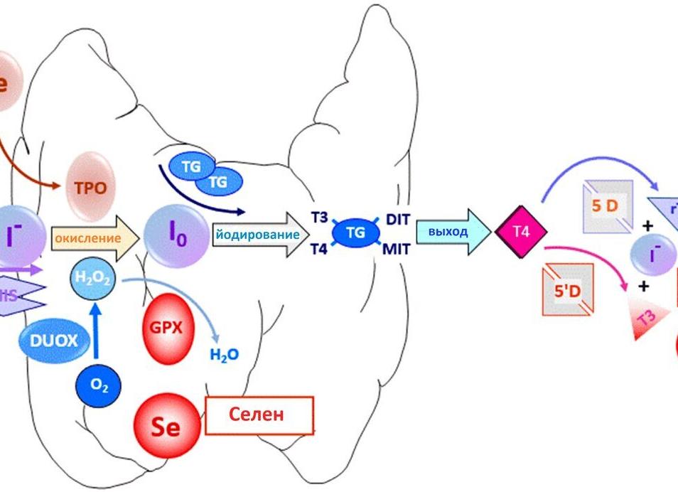 Если йод растворился в моче что это значит