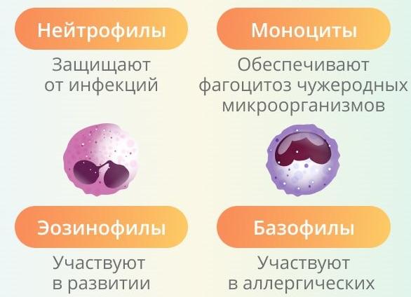 Что показывают нейтрофилы