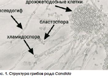 Бластоспоры в мазке на флору что это