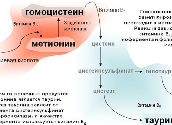 Анализ крови гомоцистеин что это такое Анализ крови гомоцистеин что это такое