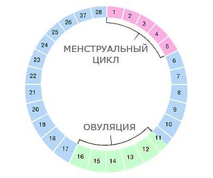 На какой день цикла делать узи молочной железы