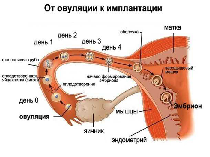 4 день после зачатия