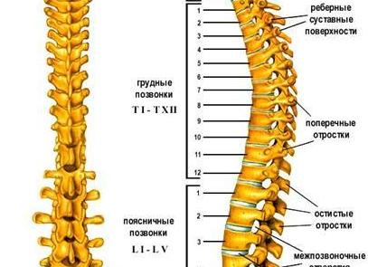 Как называется снимок позвоночника Как называется снимок позвоночника