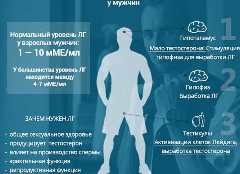 Гормон лютеинизирующий за что отвечает у женщин