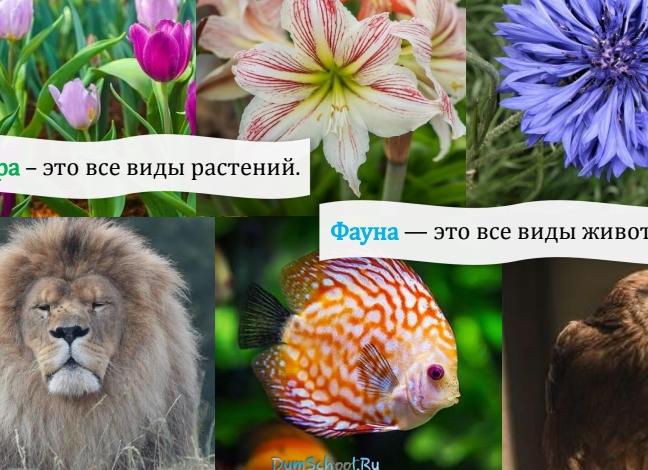 Флора что это такое