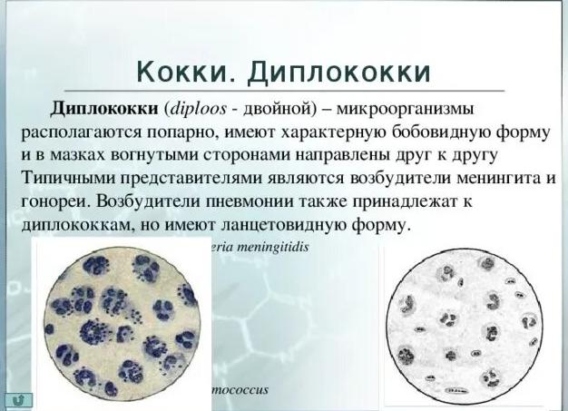 Диплококки что это