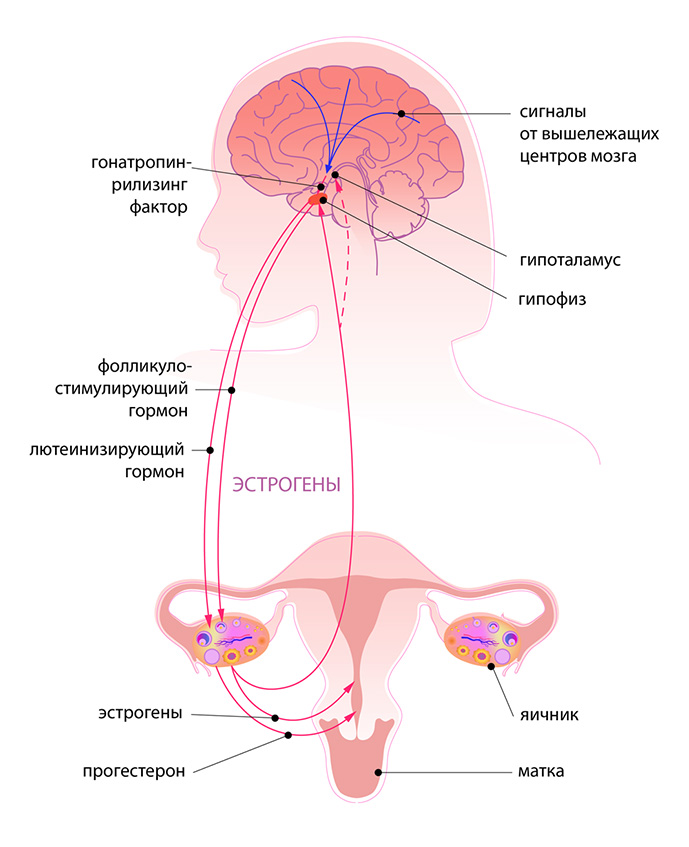 Какие гормоны вырабатывают яичники женщины
