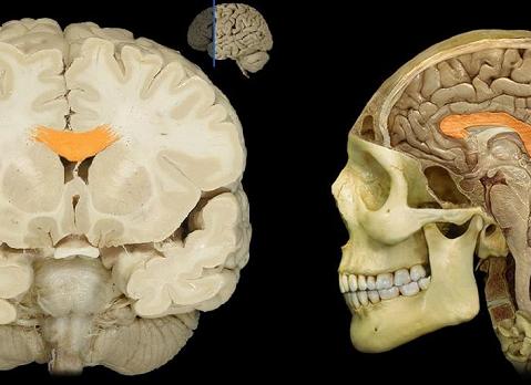 Мозолистое тело головного мозга Мозолистое тело головного мозга