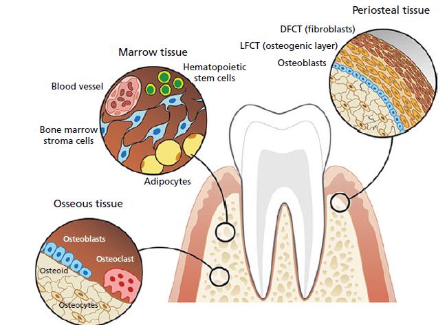 Костная ткань где находится