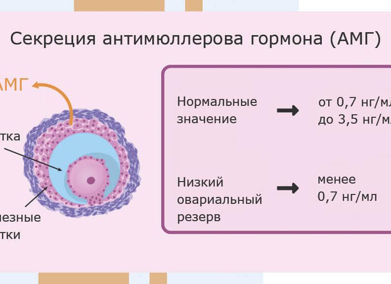 Количество фолликулов в яичниках норма
