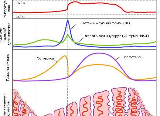 Гормоны при месячных Гормоны при месячных