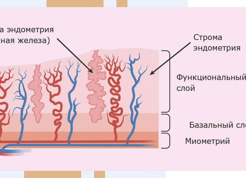 Базальный слой эндометрия