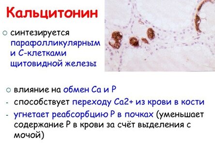 Анализ крови на кальцитонин расшифровка