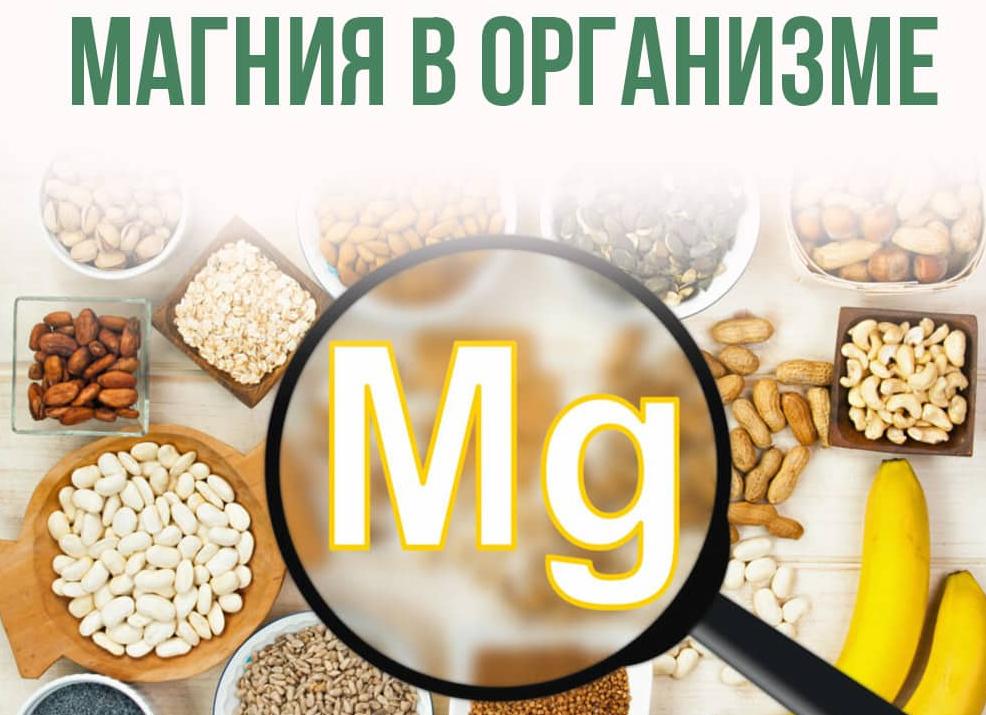 Магний в организме человека функции