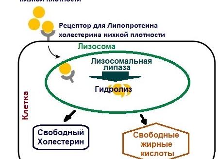Липаза что это такое