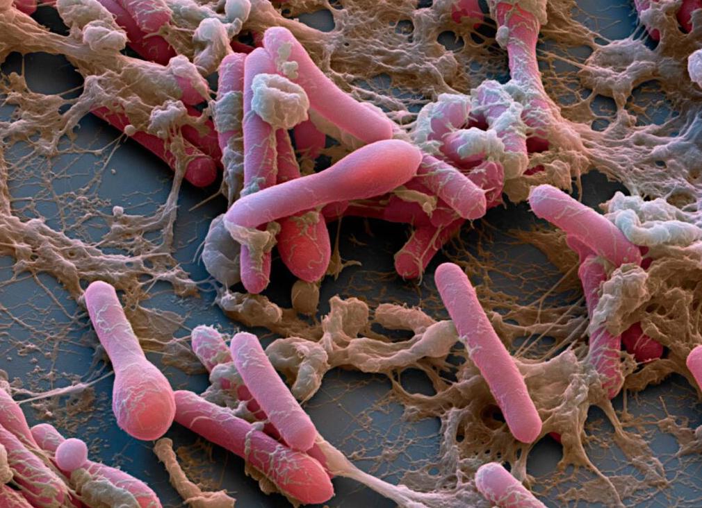 Клостридии в кале