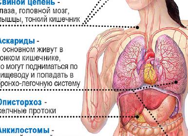 Как провериться на паразитов Как провериться на паразитов