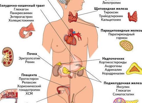 Гормоны выделяемые поджелудочной железой Гормоны выделяемые поджелудочной железой